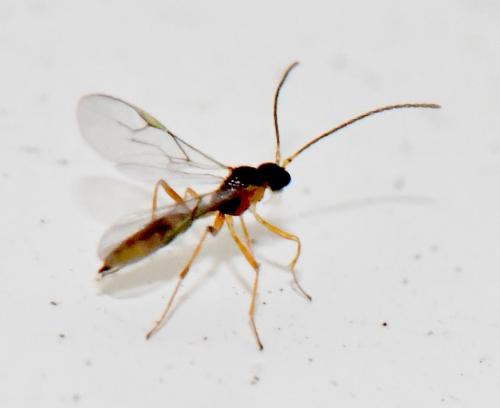 Réf. 315 418 : Aphidiinae inconnu